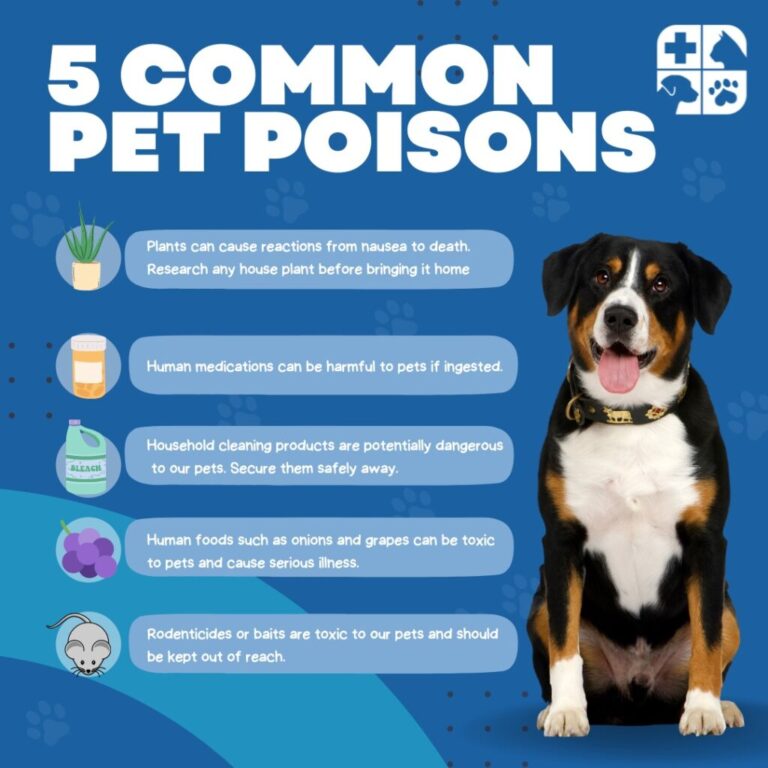 Secondary Poisoning in Household Pets?