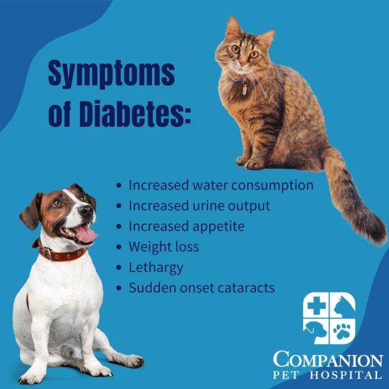 Diabetes: What Every Pet Parent Should Know