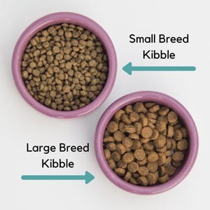 Small Breed Versus Large Breed